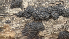 Rosellinia thelena