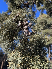 Cupressus glabra
