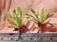 Plagiobothrys collinus californicus