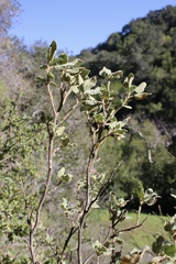 Malacothamnus palmeri