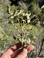 Malacothamnus palmeri
