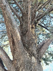 Cupressus glabra