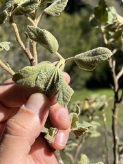 Malacothamnus palmeri