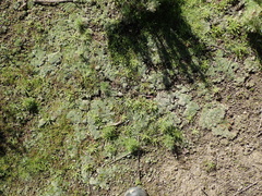 Bryum argenteum