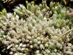 Bryum argenteum
