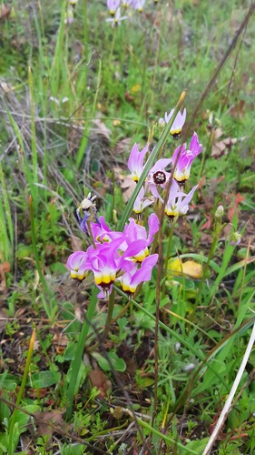 iNaturalist observation photo of Padre's Shooting Star