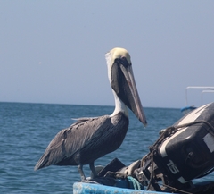 Pelecanus occidentalis
