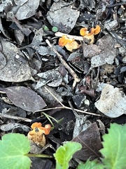 Cudonia spathulata
