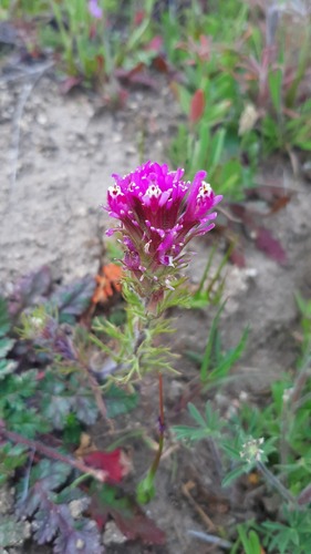 iNaturalist observation photo of purple owl's-clover