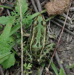 Lithobates pipiens