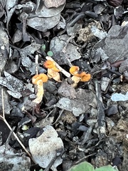 Cudonia spathulata