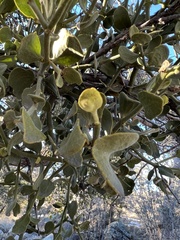 Phoradendron villosum