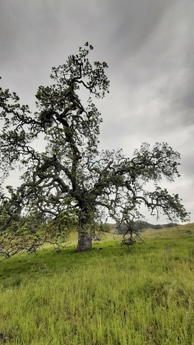 iNaturalist observation photo of valley oak