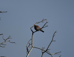 Patagioenas flavirostris