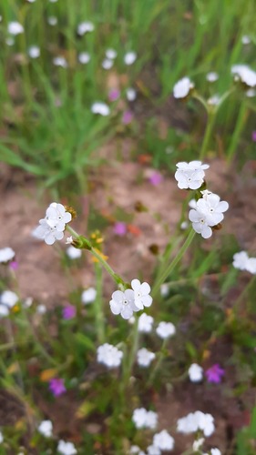 iNaturalist observation photo of Rusty Popcornflower