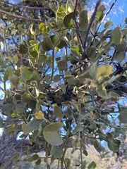 Phoradendron villosum