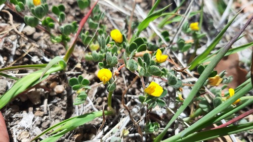 iNaturalist observation photo of Chile trefoil