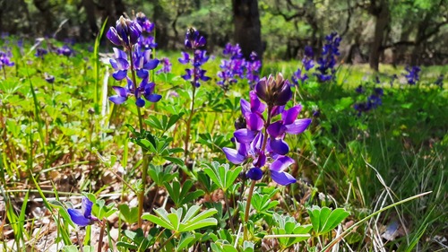 iNaturalist observation photo of arroyo lupine