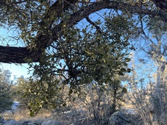 Phoradendron villosum