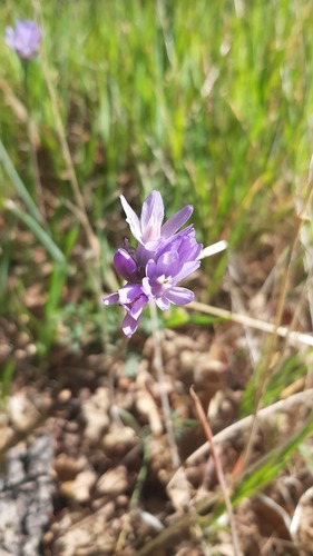 iNaturalist observation photo of blue dicks