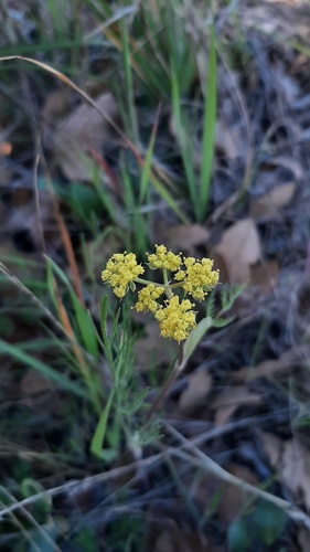 iNaturalist observation photo of Foothill desert-parsley