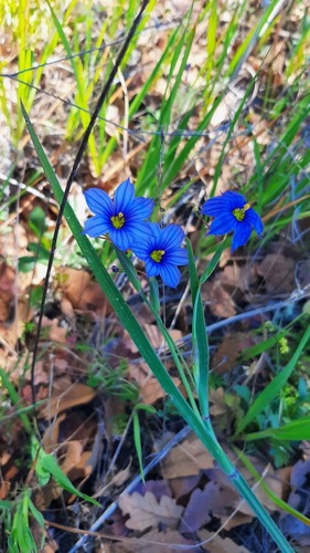 iNaturalist observation photo of western blue-eyed grass
