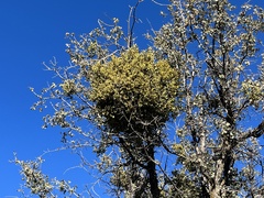 Phoradendron villosum