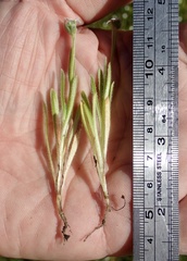 Plagiobothrys collinus californicus