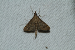 Dolicharthria punctalis