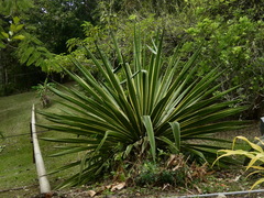 Agave angustifolia