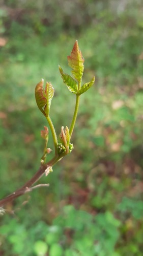 iNaturalist observation photo of Pacific poison oak