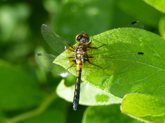 Leucorrhinia frigida