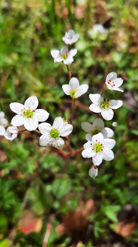 iNaturalist observation photo of California Saxifrage