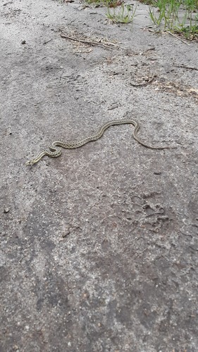 iNaturalist observation photo of Pacific Gopher Snake