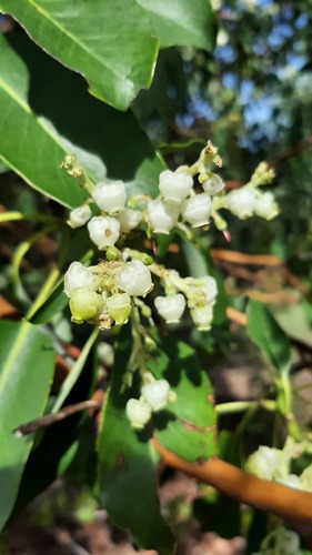iNaturalist observation photo of Pacific madrone