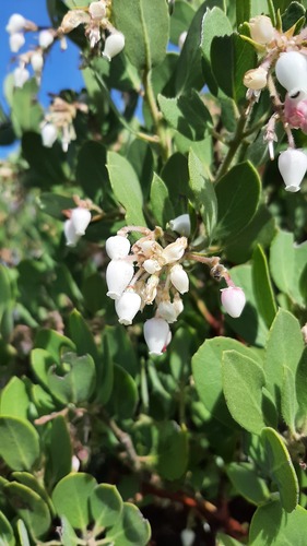 iNaturalist observation photo of bearberries and manzanitas