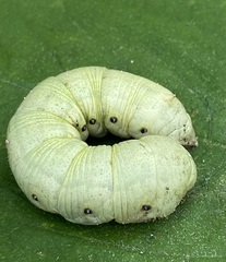 Proserpinus terlooii