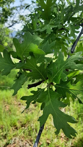 iNaturalist observation photo of Dumosae