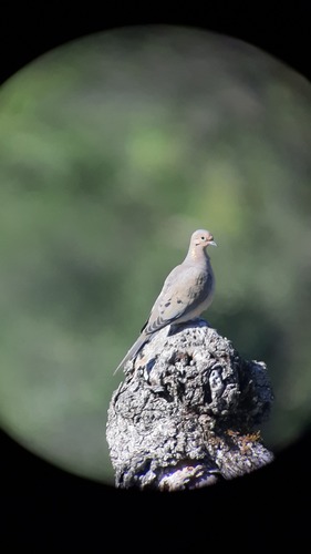 iNaturalist observation photo of Mourning Dove