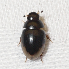 Cercyon praetextatus