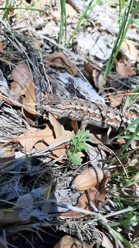 iNaturalist observation photo of Western Fence Lizard