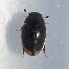 Cercyon praetextatus