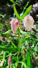 Calochortus albus