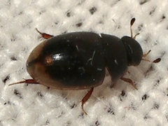 Cercyon praetextatus