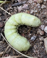 Proserpinus terlooii