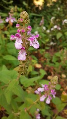 Stachys bullata