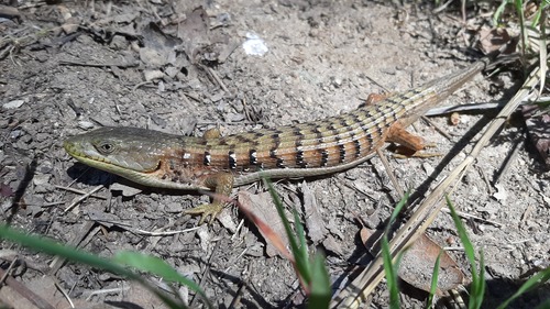 iNaturalist observation photo of Southern Alligator Lizard