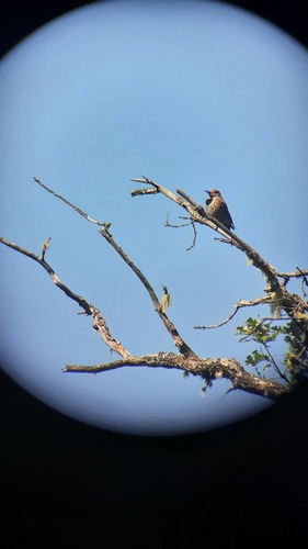 iNaturalist observation photo of Northern Flicker