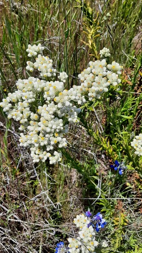 iNaturalist observation photo of California cudweed