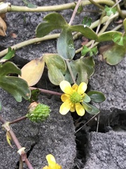 Ranunculus fuegianus